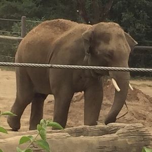 Meet your Posher, Dennis